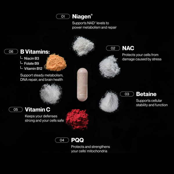 Capsule surrounded by powders labeled Niagen, NAC, Betaine, PQQ, Vitamin C, and B Vitamins, highlighting ingredients and benefits of Longevity wellness supplement for metabolism, cell protection, and repair.