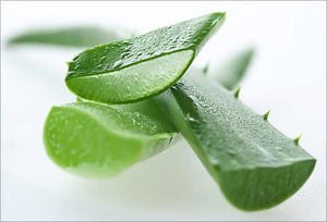 Close-up of fresh aloe vera leaf slices with visible gel droplets, representing natural ingredients in Gentle Foaming Cleanser | Privai for skincare and wellness.