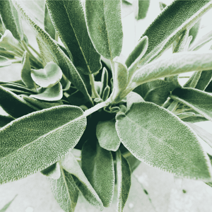Close-up image of fresh green leaves with soft texture, evoking natural ingredients and freshness associated with Matte Moisturizer | Privai skincare products.
