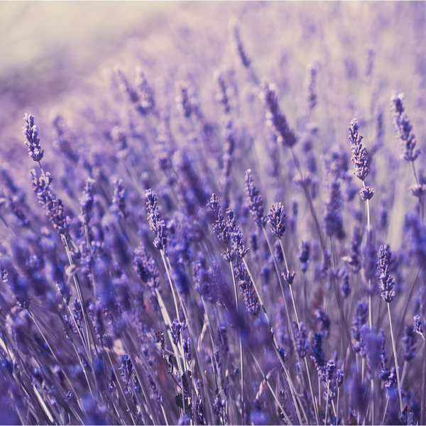 Close-up of blooming lavender flowers in a field, evoking natural and calming skincare elements for Cleansing Body Wash | Privai.